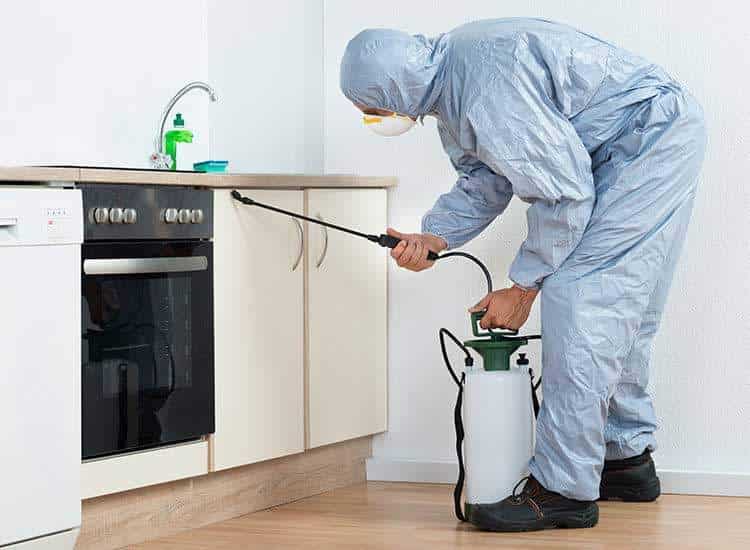 Pest Control Services: Creating a Barrier Against Intruders