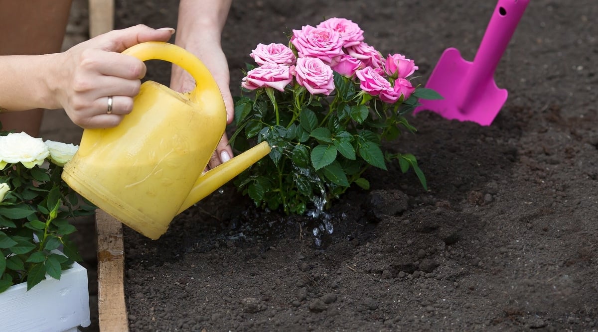 The Fertilization Blueprint for Lush and Healthy Roses
